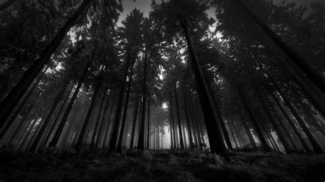 2560x1440 dark forest, HD Wallpaper | Rare Gallery