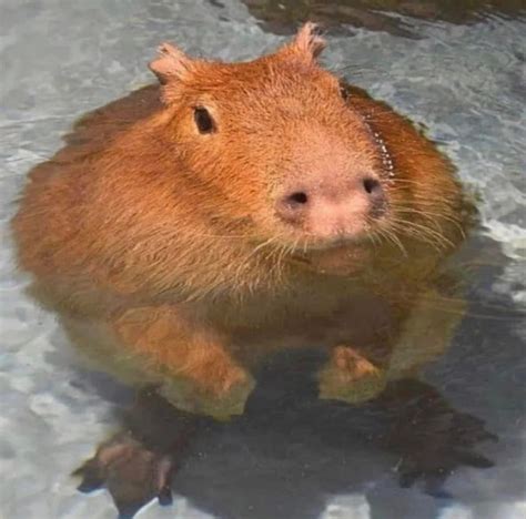 Create meme "funny capybaras, the capybara , the largest rodent is the ...