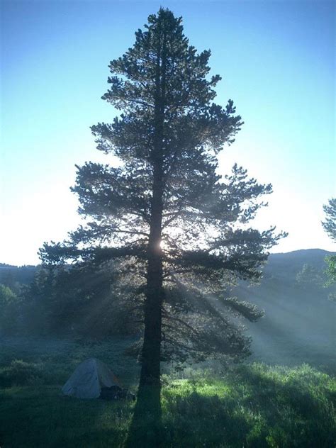 Pine Tree Pictures, Information on the Pine Tree Species