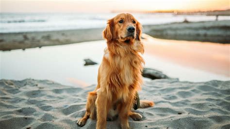 Golden Retriever HD Wallpapers - Top Free Golden Retriever HD ...