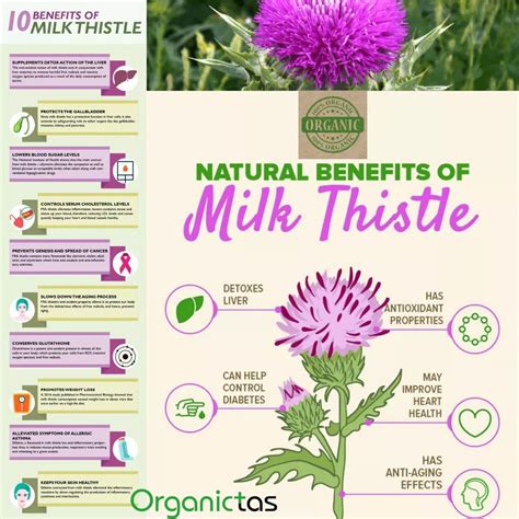 Milk Thistle Benefits