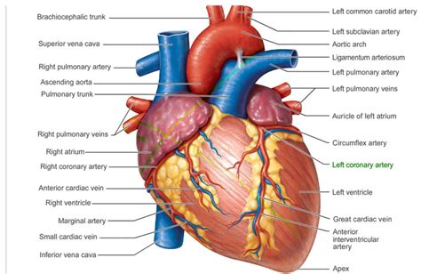 The Anatomy Of A Heart - Central Georgia Heart Center