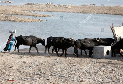 Herd Water Buffalo Seen On Banks Editorial Stock Photo - Stock Image ...