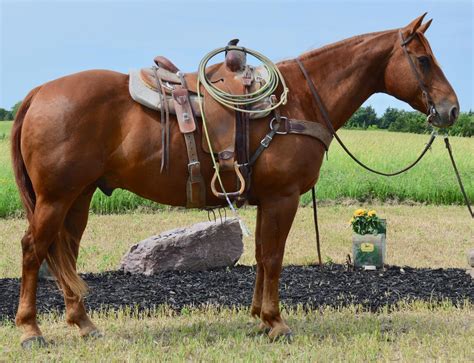 RINGO DOC BAR - Sorrel Quarter Horse Gelding For Sale in King City ...