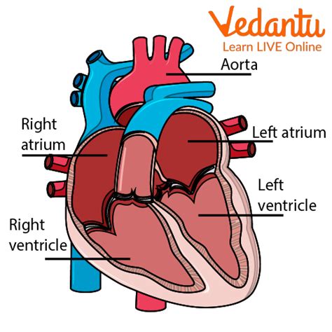 Heart Facts for Kids - Learn Definition, Facts & Examples