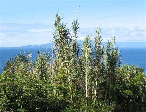 Scientists Warn That Arundo Donax 'Giant Reed' Biofuel Crop Could ...