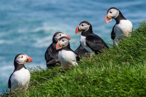 The Puffin in Iceland | Best time and places to see the Puffin in Iceland