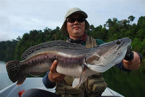 ANGLING WORLD 魔魚釣界: Toman Fishing in Malaysia