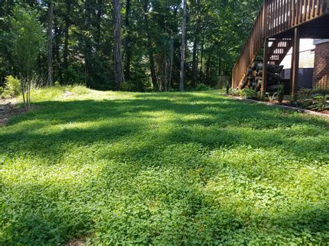 My Micro-Clover Backyard. : r/NoLawns