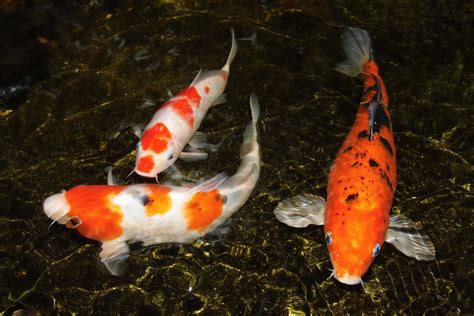 Koi Fish Gallery — Koi Story