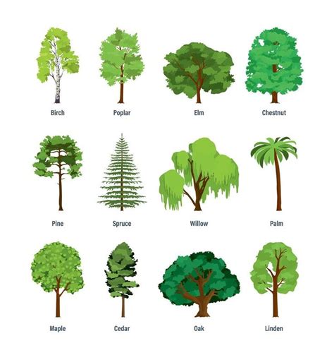 different types of trees and shrubs