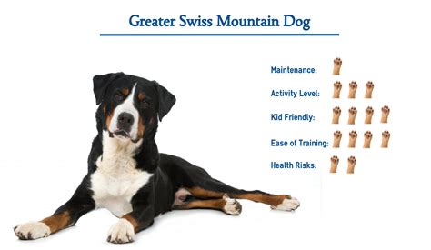 Greater Swiss Mountain Dog Breed… Everything That You Need to Know at a ...