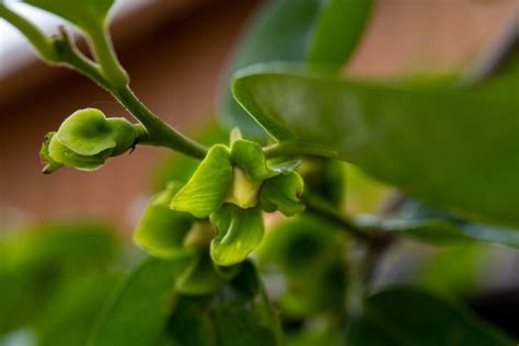 Persimmon Tree Flowers: Beauty, Pollination, and Fruit - Minneopa Orchards