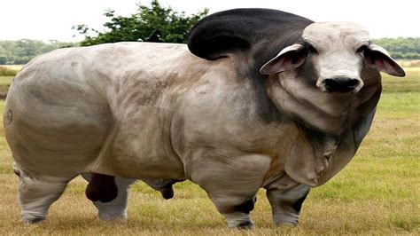 Amazing Animal - The Biggest Cow In The World | Cows funny, Giant ...