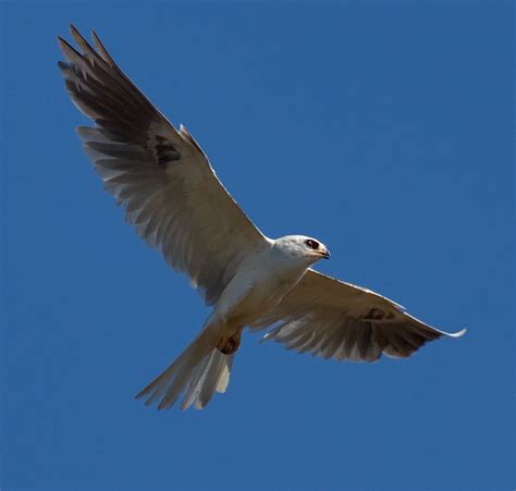 White-tailed Kite | San Diego Bird Spot