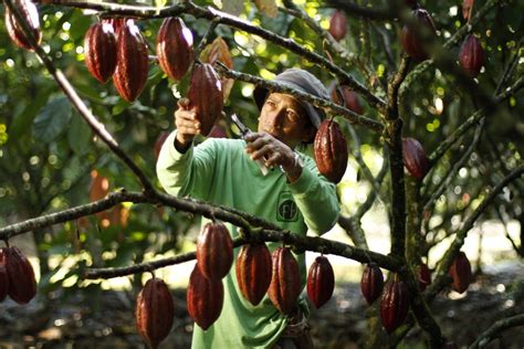 Malagos Chocolate’s farm is now a certified ’heirloom cacao’ producer ...