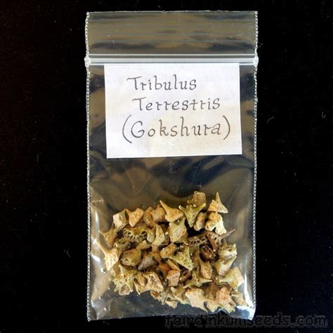 Tribulus Terrestris Puncture Vine Libido Herb Seeds | Fair Dinkum Seeds