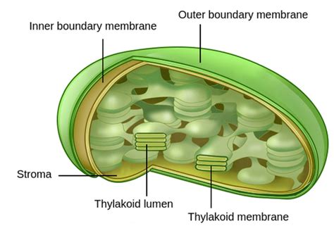 Thylakoid Membrane Photosynthesis