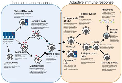 Immunology at Work Resource Center | Thermo Fisher Scientific - BR