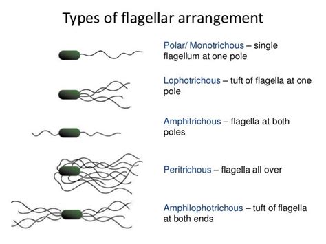 Bacterial morphology & anatomy