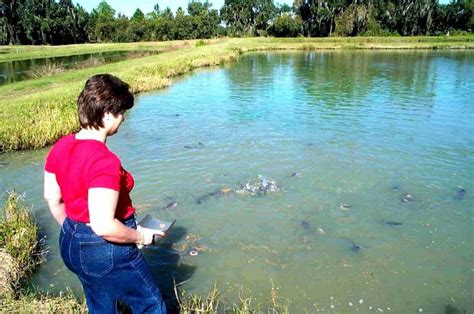 Florida Fish Farms Product 1 | Catfish pond, Fish farming, Pond