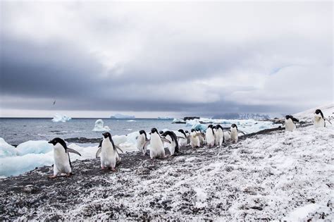 15 Facts About the Wildlife of Antarctica You Had No Idea About