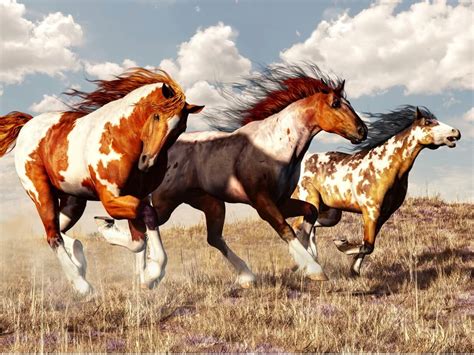 Caballo Mustang: origen y características - Mis animales