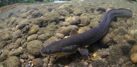 Eel | Fish | Species profile | Scottish Wildlife Trust