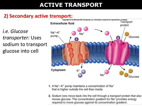 Cell Diffusion Animation