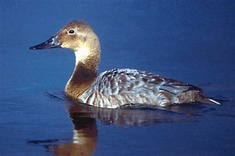 Free picture: canvasback, female, duck