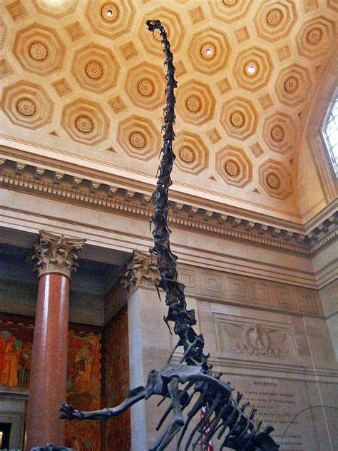 American Museum of Natural History | The Barosaurus Skeleton… | Flickr