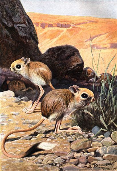 The Jungle Store: The Tiny Pygmy Jerboa