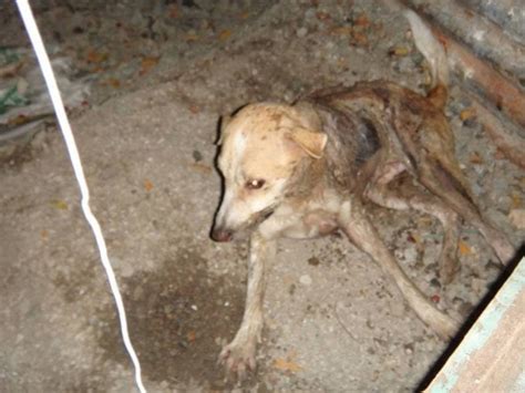 Two dogs died after being doused with sulfuric acid