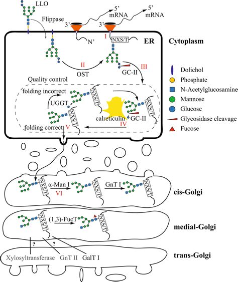 Simplified scheme of the N-linked glycosylation pathway in the ...