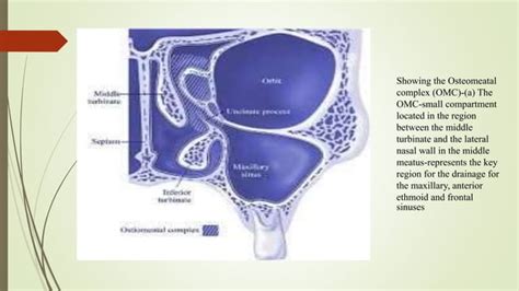 Surgical anatomy of osteomeatal complex | PPT