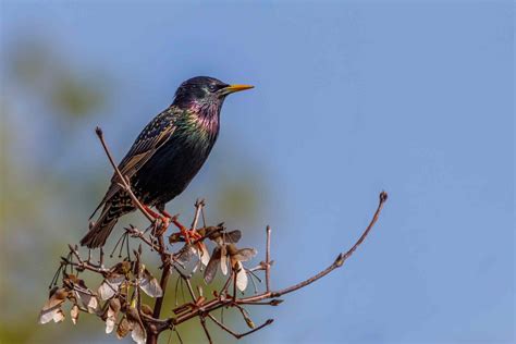 Nature from home: 24 birds you might see in your backyard | Great Lakes ...