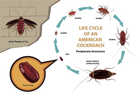 The Life Cycle of Roaches - Pointe Pest Control: Chicago Exterminator ...