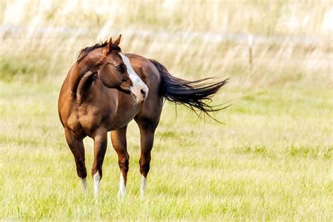 The American Quarter Horse constructed the American West. The breed ...