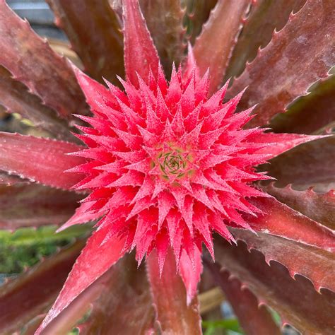 Red Pineapple Plant – Miami Fruit