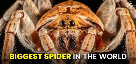 Top 10 Biggest Spider in the World With Size - GeeksforGeeks