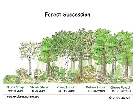 Ecological Succession In Order