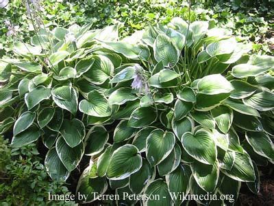 Sun Tolerant Hostas