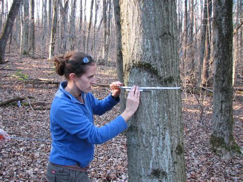 students tree DBH measurement 1 - GeoCuse