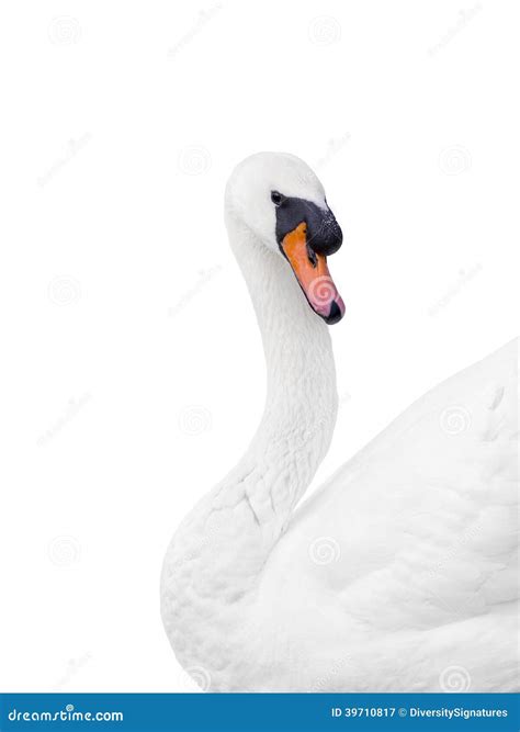 Portrait of a Male White Swan - Isolated Stock Image - Image of ...