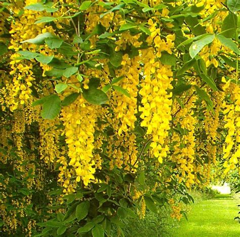 Small Yellow Flowering Trees - Okejely Garden Plant