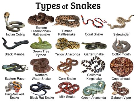 Snakes: Facts and List of Types With Pictures - Reptile Fact