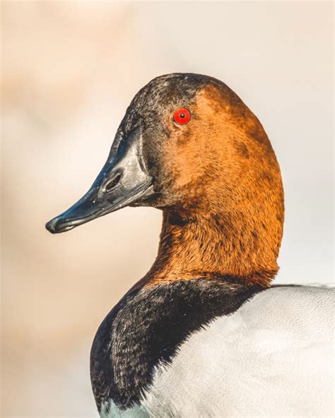 Canvasback - A Waterfowl Species Profile - Endless Migration