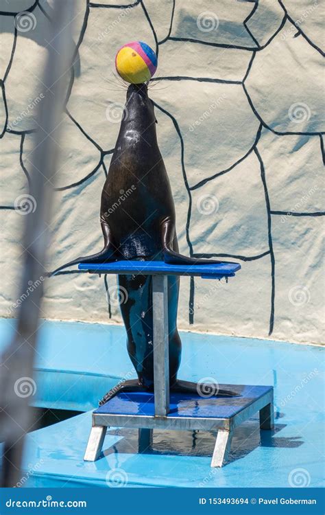 Sea Lion Balancing a Ball on His Nose Editorial Stock Image - Image of ...