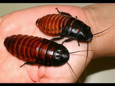 Worlds Biggest Cockroaches - YouTube