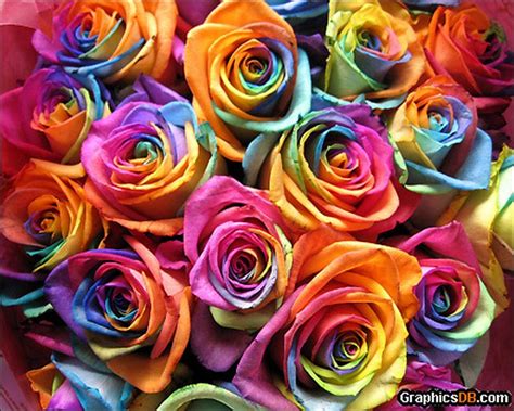 Rainbow Roses: All Colors in One Rose ‹ Page 2 of 2